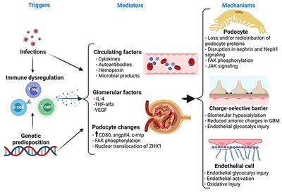 Molecular Mechanisms of Proteinuria in Minimal Change Disease